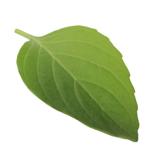 Aromatic Basil Leaf Isolated White Background Close — Stock Photo, Image