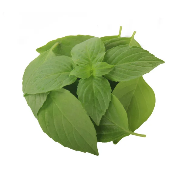 Aromatic Basil Leaves Isolated White Background Close — Stock Photo, Image