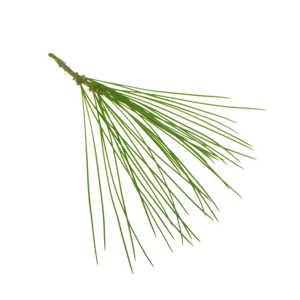 beyaz arka plan üzerinde izole sedir dalı, yakın çekim 