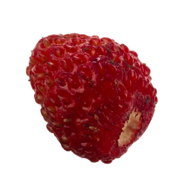 Wild Strawberry Close — Stock Photo, Image