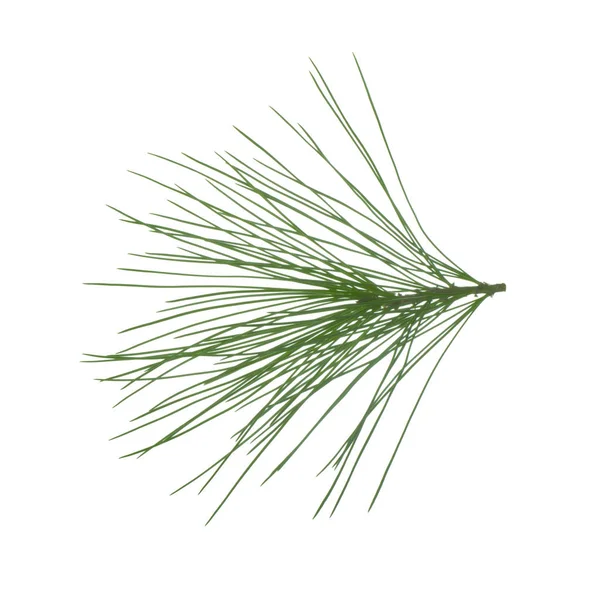 beyaz arka plan üzerinde izole sedir dalı, yakın çekim 