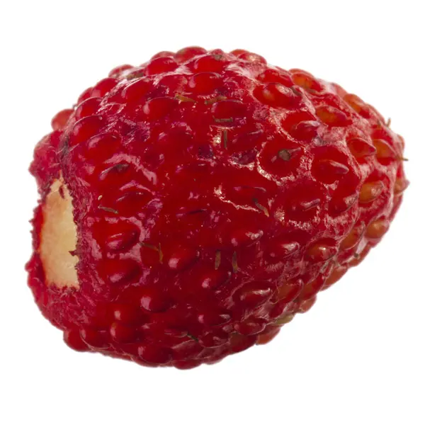 Fragola Selvatica Vicino — Foto Stock