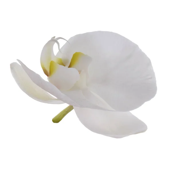 Flor Branca Bonita Orchid Vista Próxima — Fotografia de Stock