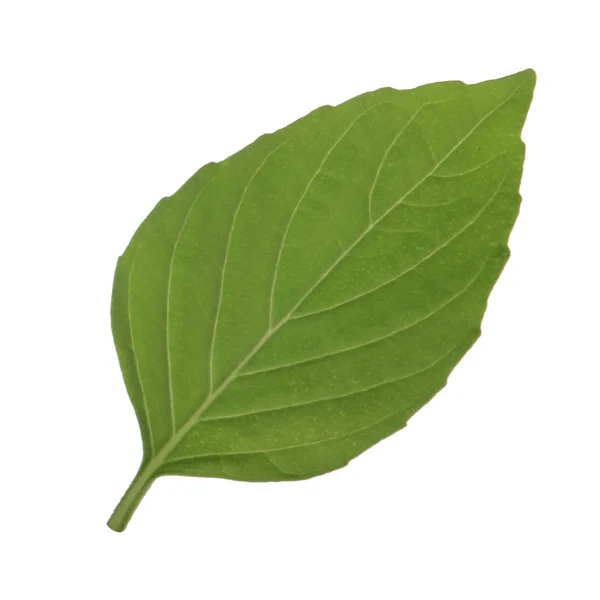 Beyaz Arka Plan Üzerinde Izole Aromatik Fesleğen Yaprağı Yakın Çekim — Stok fotoğraf