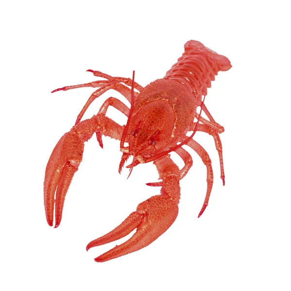 Crayfish Vermelho Cozido Isolado Fundo Branco — Fotografia de Stock