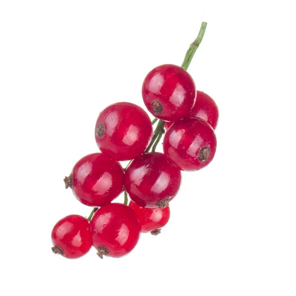 Currant Berry Close — Stock Photo, Image