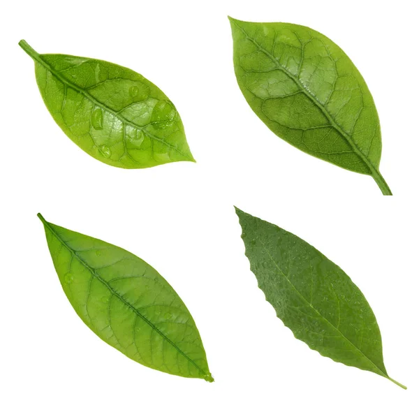Green Avocado Leaves Isolated White Background Close — Stock Photo, Image