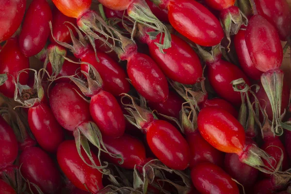 Halom Vörös Kutya Brambles Closwe Megtekintéséhez — Stock Fotó