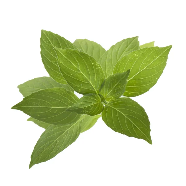 Aromatic Basil Leaves Isolated White Background Close — Stock Photo, Image