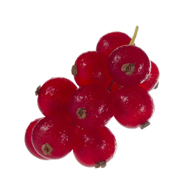 Currant Berry Close — Stock Photo, Image