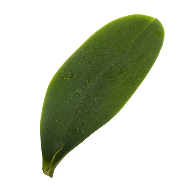 Grön Orkidé Blad Isolerad Vit Bakgrund — Stockfoto