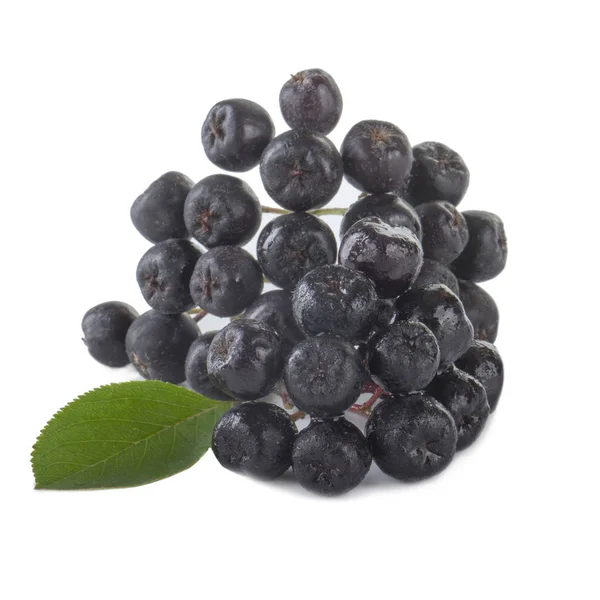 Ripe Ashberry Close — Stock Photo, Image