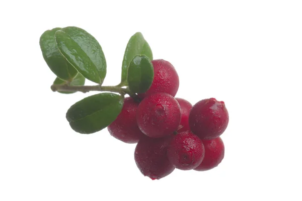 Cowberry Maturi Isolati Sfondo Bianco Primo Piano — Foto Stock