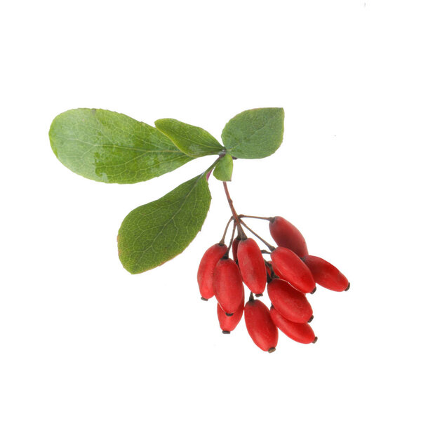 branch of barberry isolated on white background, close-up 