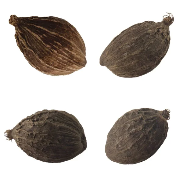 baharat tohumları, yakın çekim