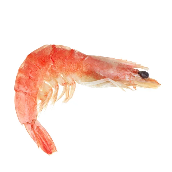 Pink Shrimp Isolated White Background — Stock Photo, Image