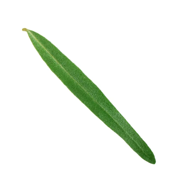 Green Leaf Background Close — Stock Photo, Image
