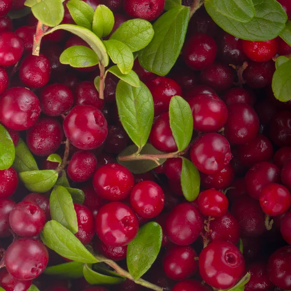 olgun bearberry yakın 