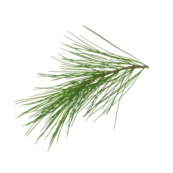 beyaz arka plan üzerinde izole sedir dalı, yakın çekim 