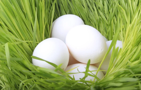 yumurta yakın çekim 