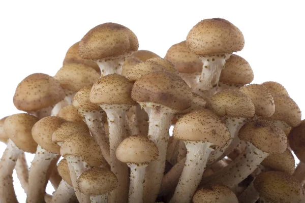 beyaz arka plan üzerinde izole mantar kümesi