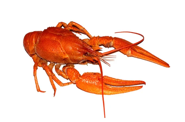 Boiled Red Crayfish Isolated White Background — Stock Photo, Image