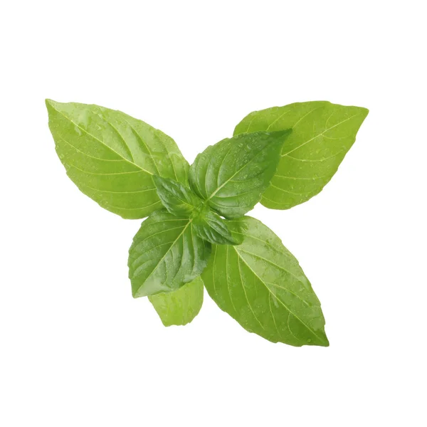 Aromatic Basil Leaves Isolated White Background Close — Stock Photo, Image