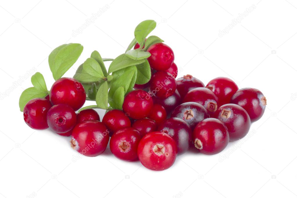 ripe cranberry close up 
