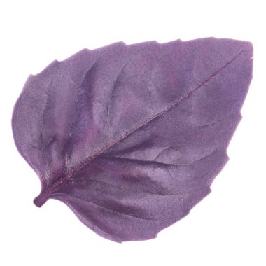 beyaz arka plan üzerinde izole aromatik fesleğen yaprağı, yakın çekim 