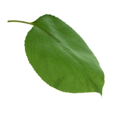 beyaz arka plan üzerinde izole yeşil kayısı yaprağı, yakın çekim   