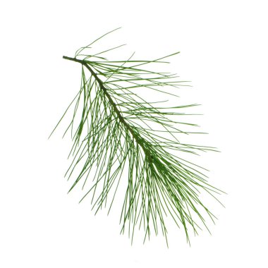 beyaz arka plan üzerinde izole sedir dalı, yakın çekim 