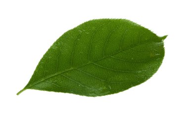 arka planda taze kiraz, yakın