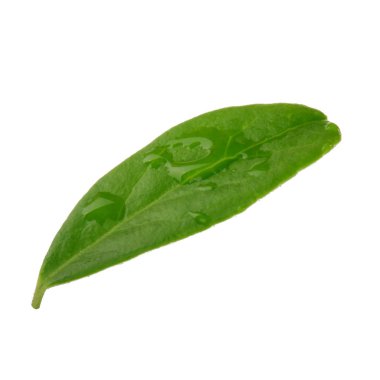 Arka planda yeşil yaprak, yakın