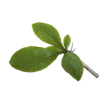 beyaz arka plan üzerinde izole böğürtlen yaprağı, yakın çekim 