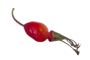 beyaz arka plan üzerinde izole köpek böğürtlen, yakın çekim