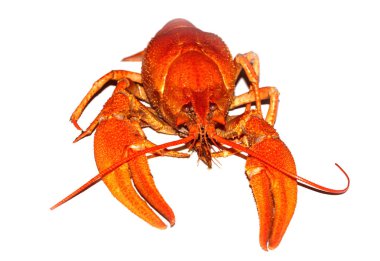 Beyaz arka planda izole kırmızı kerevit haşlanmış