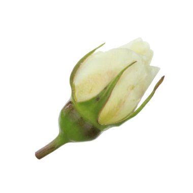 beyaz arka plan üzerinde izole güzel aromatik gül, yakın çekim 