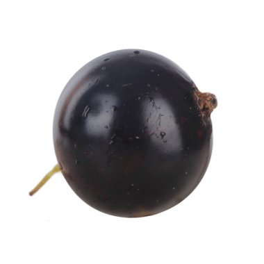 kuş üzümü berry yakın