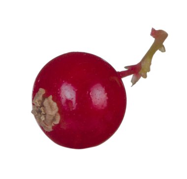 kuş üzümü berry yakın