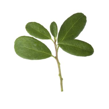 olgun bearberry yakın 