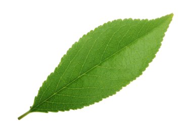 arka planda taze kiraz, yakın