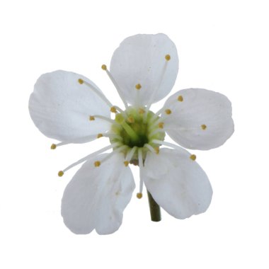 beyaz kiraz çiçeği beyaz arka plan üzerinde izole 