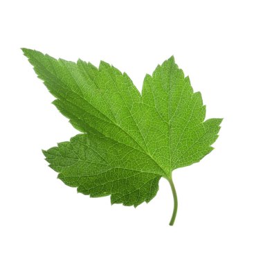 beyaz arka plan üzerinde izole yemyeşil üzüm yaprağı