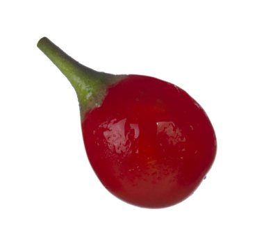 olgun dulcamara yakın