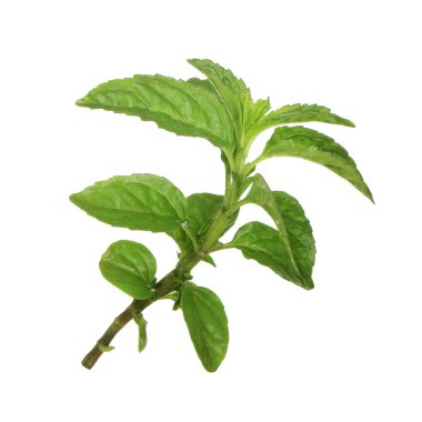 beyaz arka plan üzerinde izole yaprakları ile nane sapı