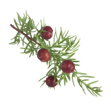 convallaria majalis yakın 