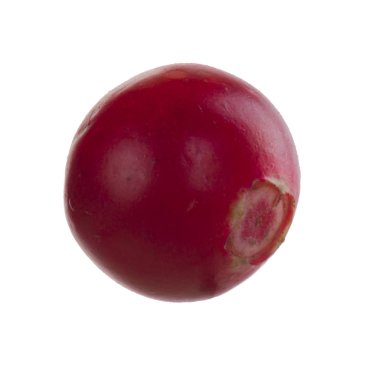 olgun bearberry yakın 