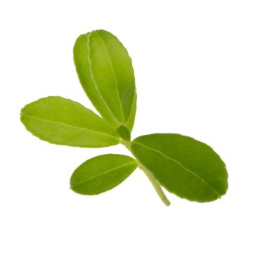 Arka planda yeşil yaprak, yakın