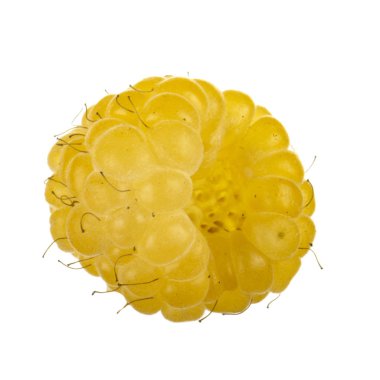 Olgun ahududu yakın çekim 