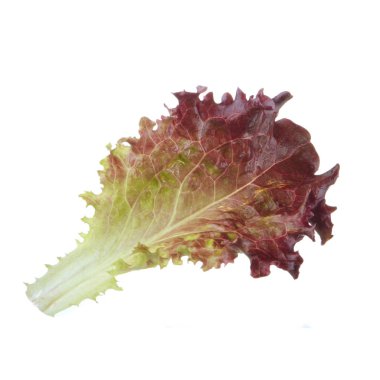 arka planda aromatik bitki, yakın